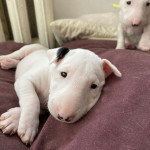 AKC registered male and female Bull Terrier puppies