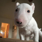 AKC registered male and female Bull Terrier puppies