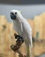 cockatoo parrot for sale