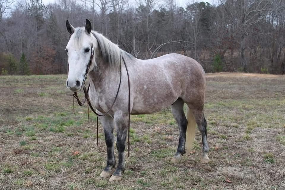 ⚡️ Stetson ⚡️  🚨 GENTLE GENTLE GENTLE! Beginner safe! Therapy/ family horse! 🚨