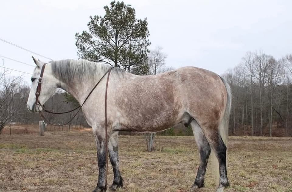⚡️ Stetson ⚡️  🚨 GENTLE GENTLE GENTLE! Beginner safe! Therapy/ family horse! 🚨