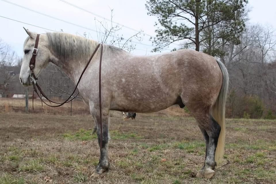 ⚡️ Stetson ⚡️  🚨 GENTLE GENTLE GENTLE! Beginner safe! Therapy/ family horse! 🚨