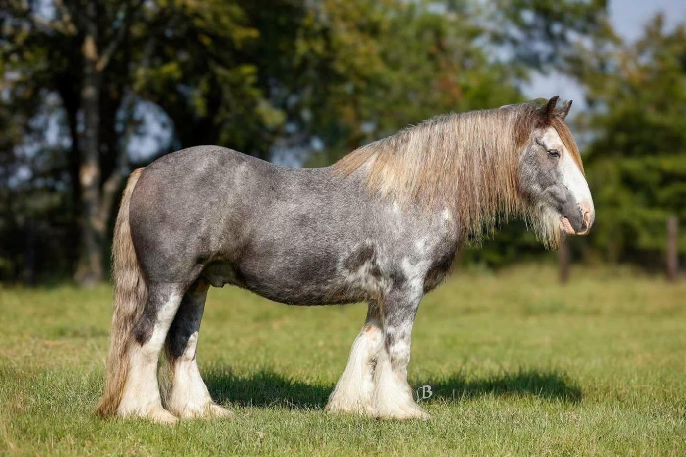 Prince Blue Boy, aka Blue!