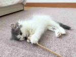 Domestic long haired cat
