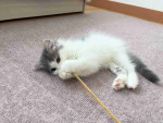 Domestic long haired cat