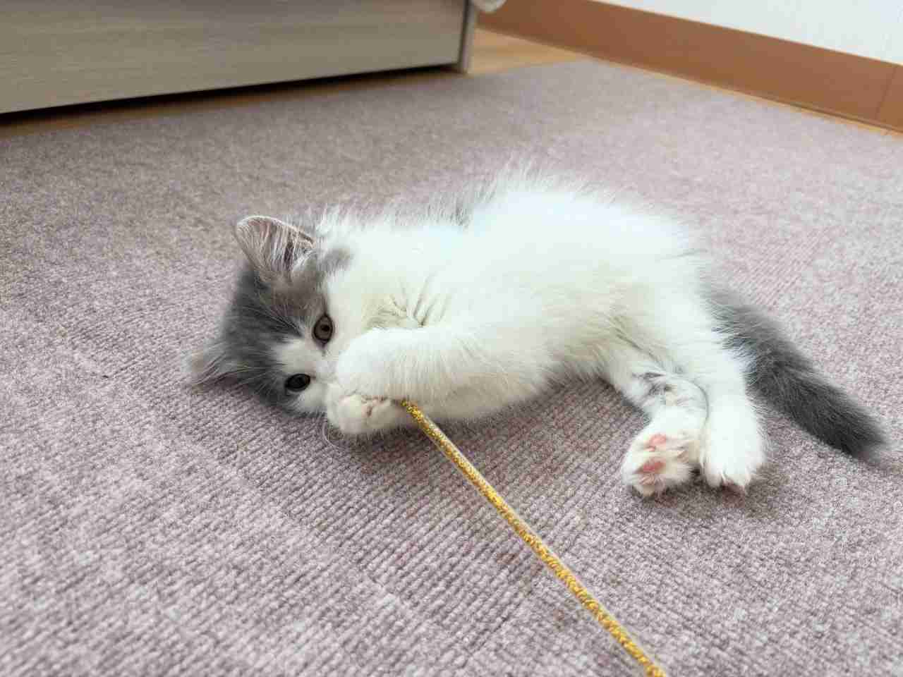 Domestic long haired cat