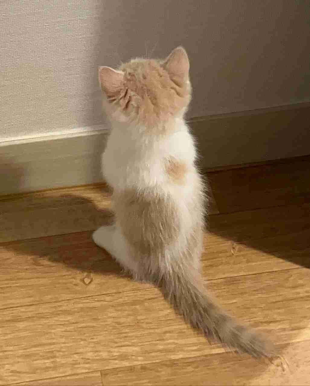 Mixed breed Maine coon and tabby cat