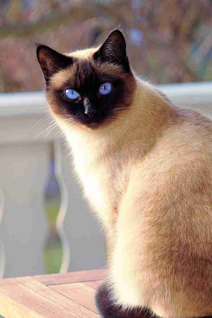 Adorable Siamese kittens for adoption
