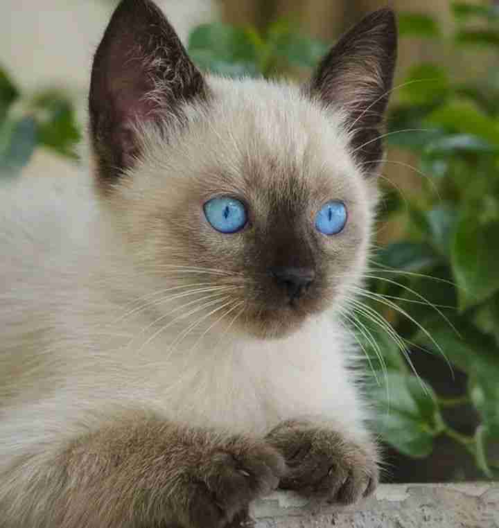Adorable Siamese kittens for adoption
