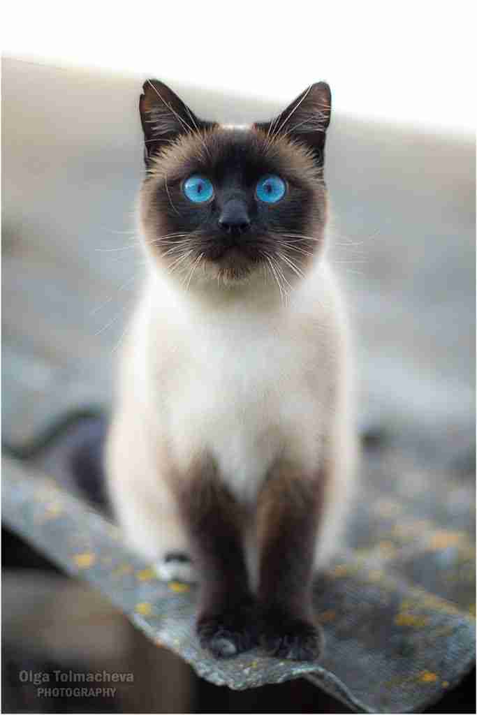 Adorable Siamese kittens for adoption