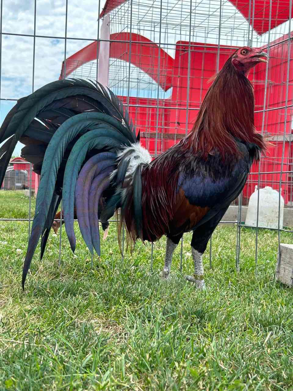 Hatch Gamefowl