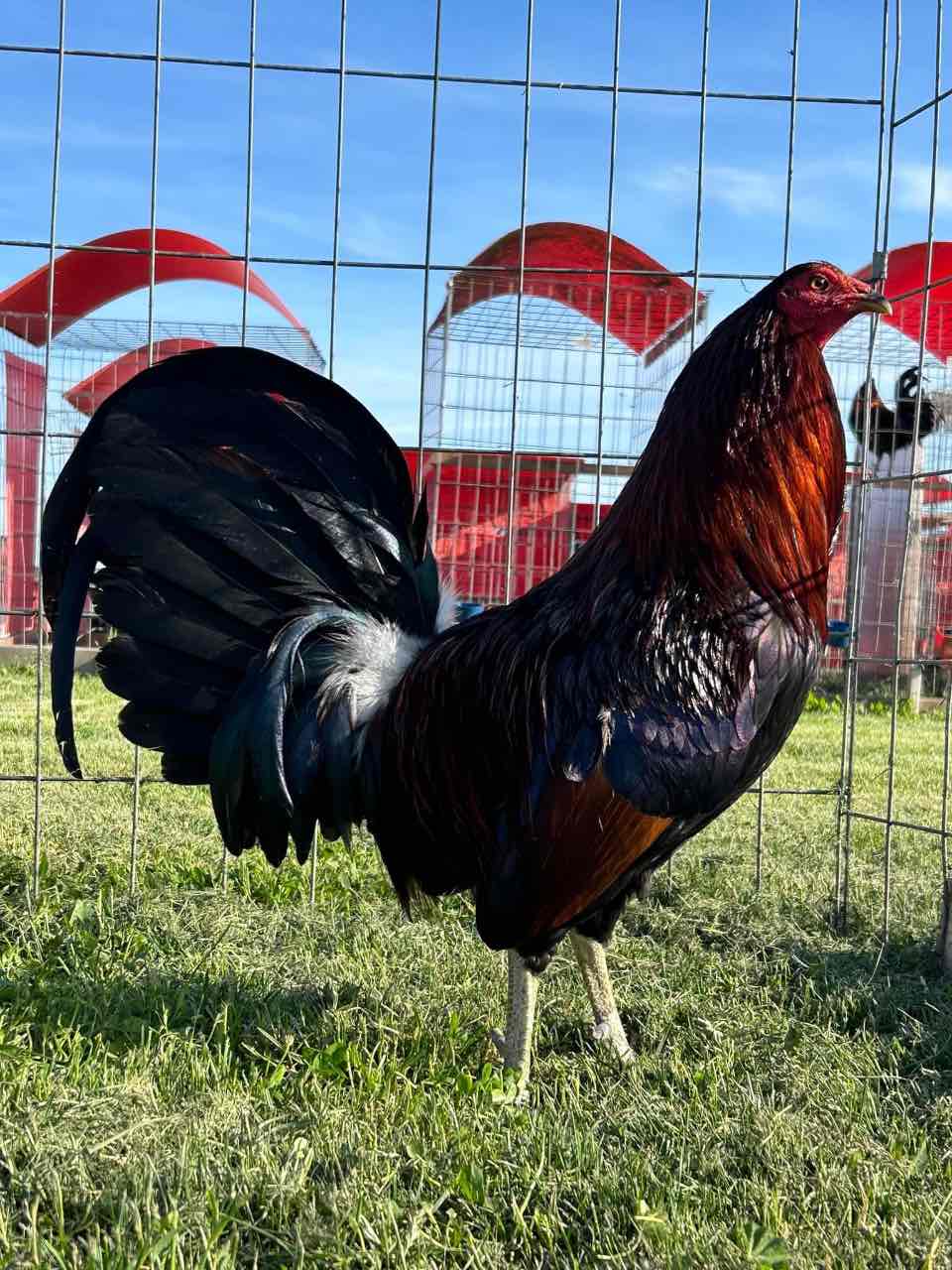Hatch Gamefowl