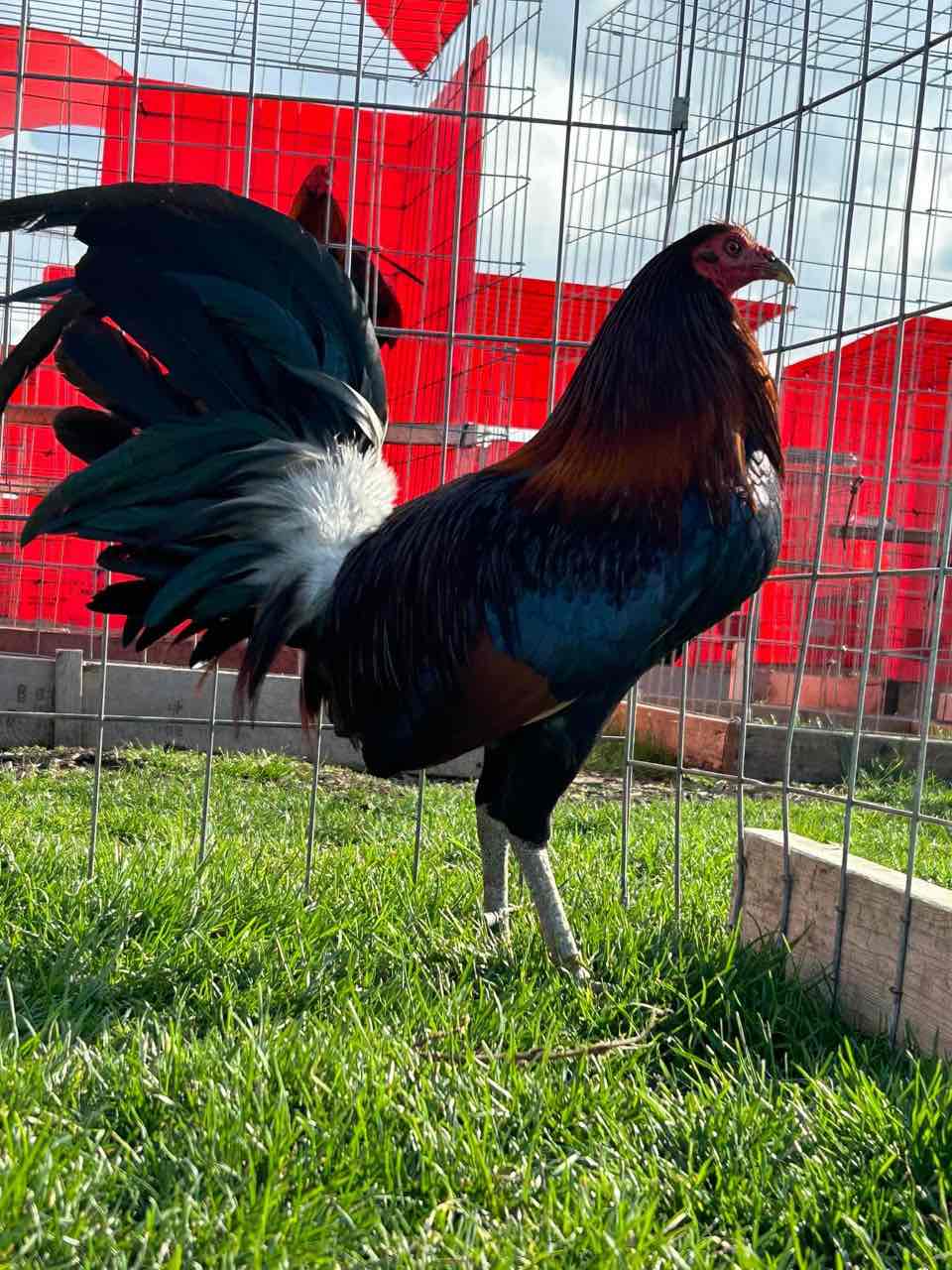 Hatch Gamefowl