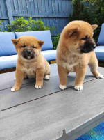 Smart male and female Shiba Inu puppies for adoption