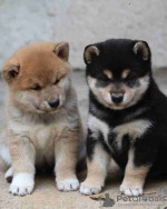 Smart male and female Shiba Inu puppies for adoption