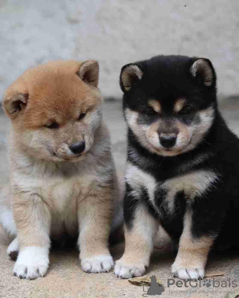 Smart male and female Shiba Inu puppies for adoption