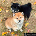 Smart male and female Shiba Inu puppies for adoption