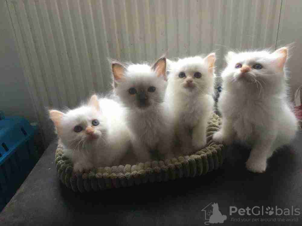 Birman kittens for sale