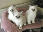 Birman kittens for sale