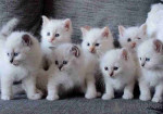 Birman kittens for sale