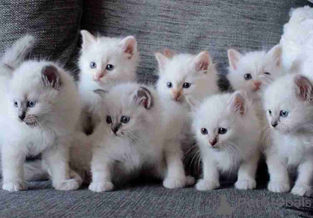 Birman kittens for sale