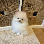 Poms