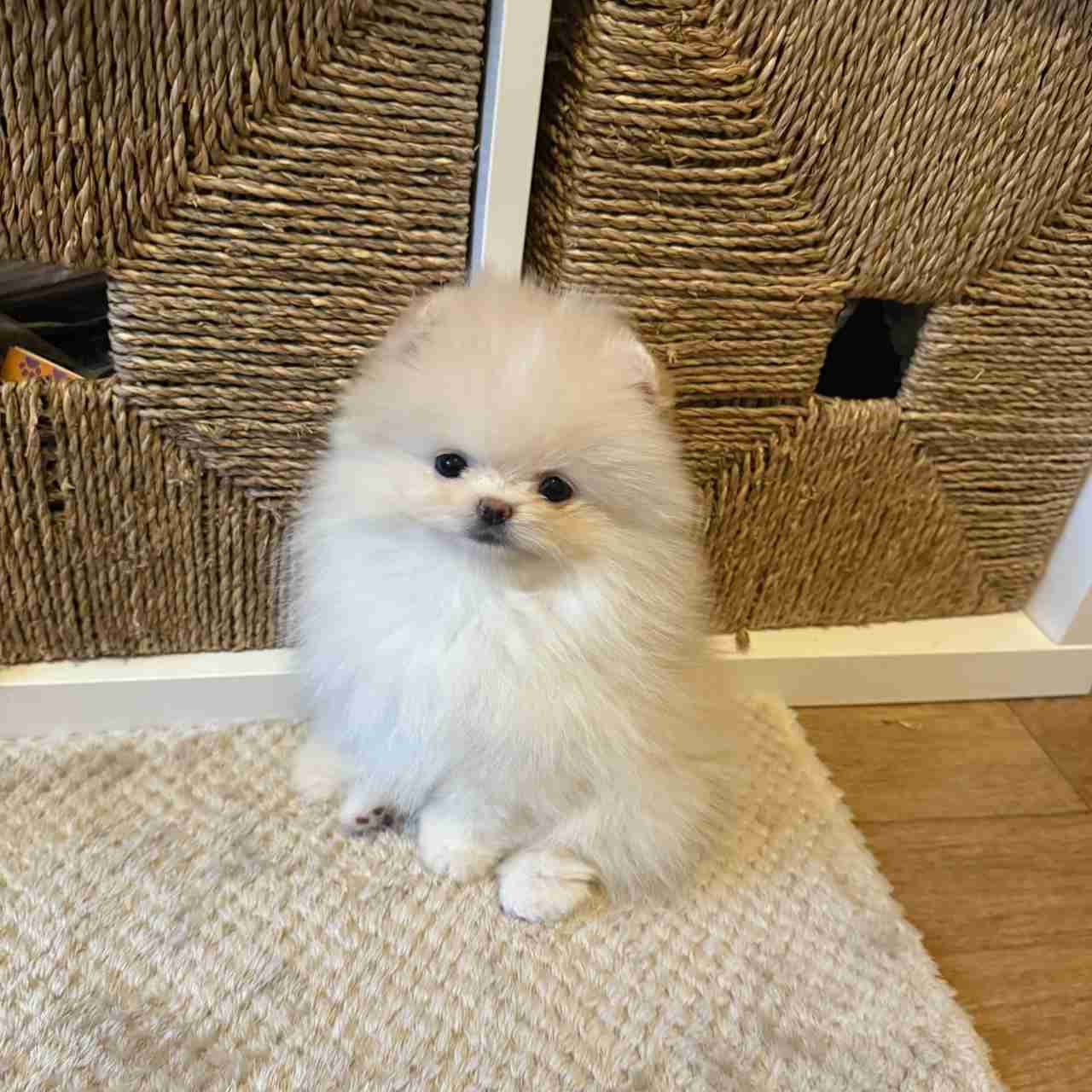 Poms