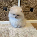 Poms