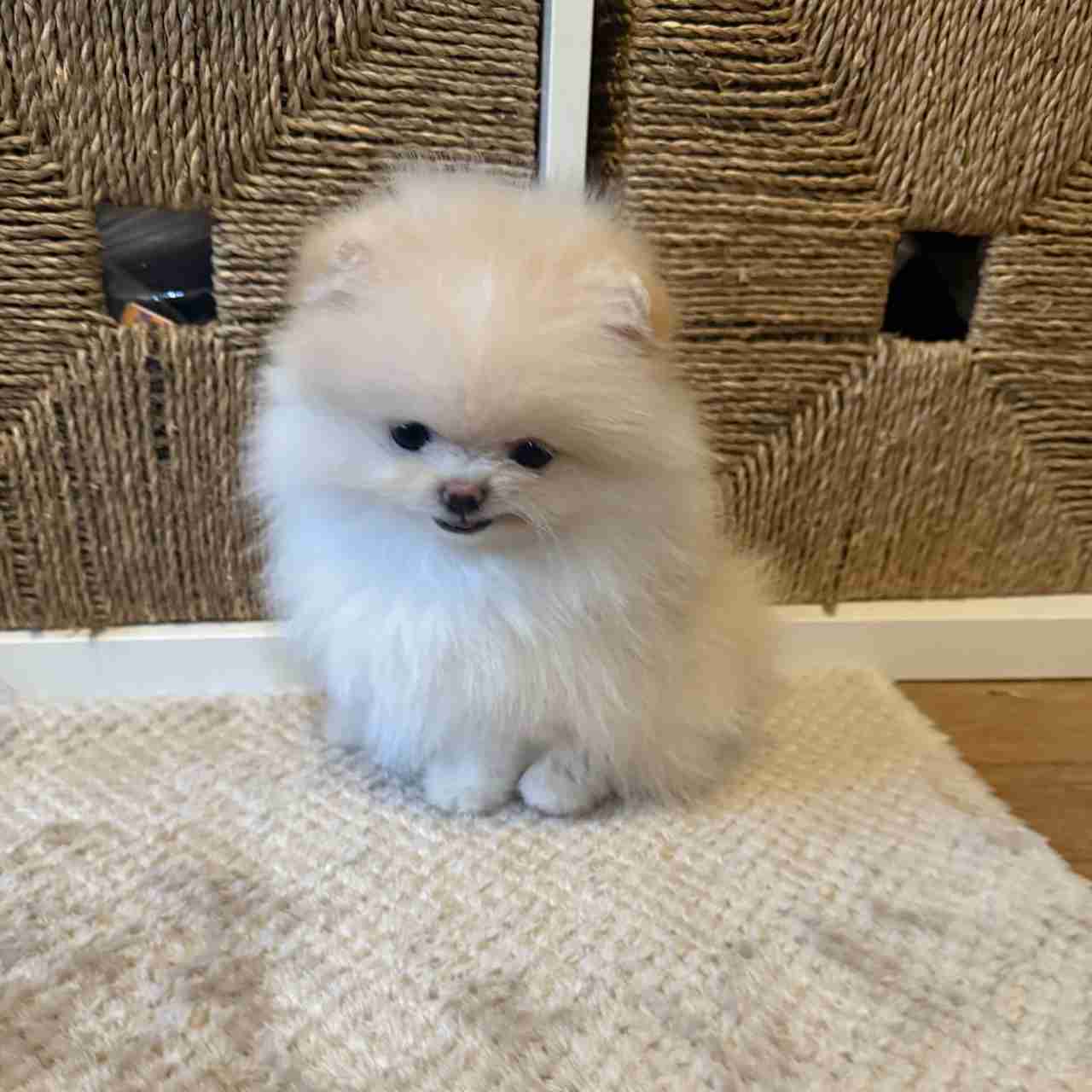 Poms