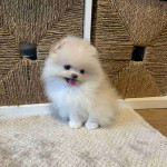 Poms