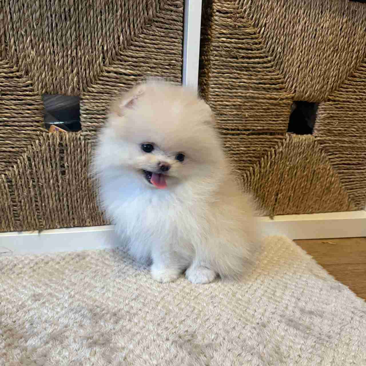Poms