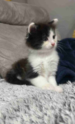 Norwegian Forest Kittens available