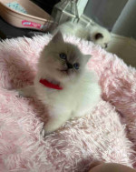 Fantastic Ragdoll kittens available