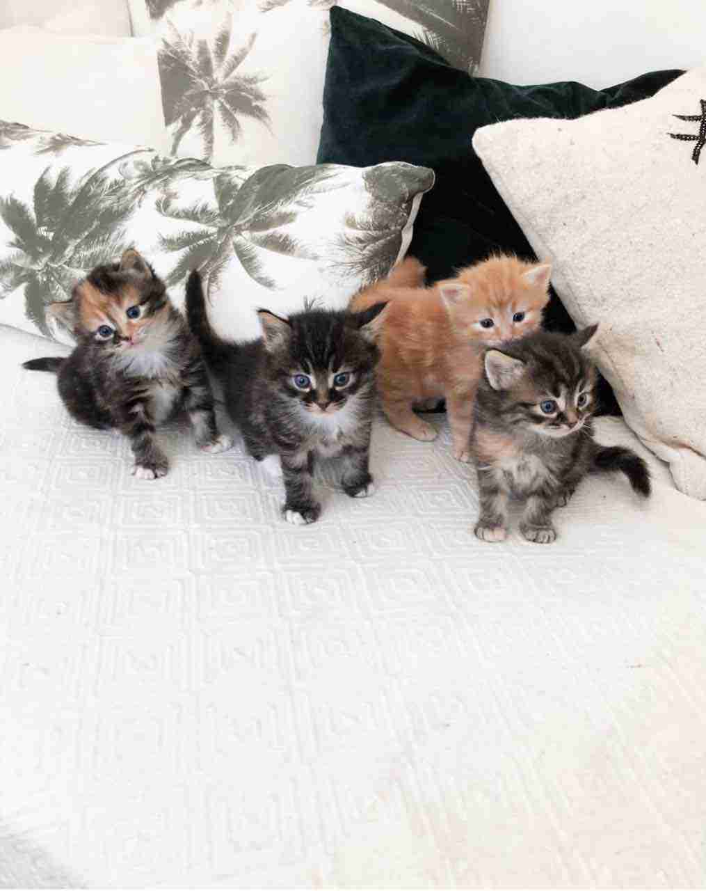 Norwegian Forest Kittens Available