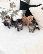 Norwegian Forest Kittens Available