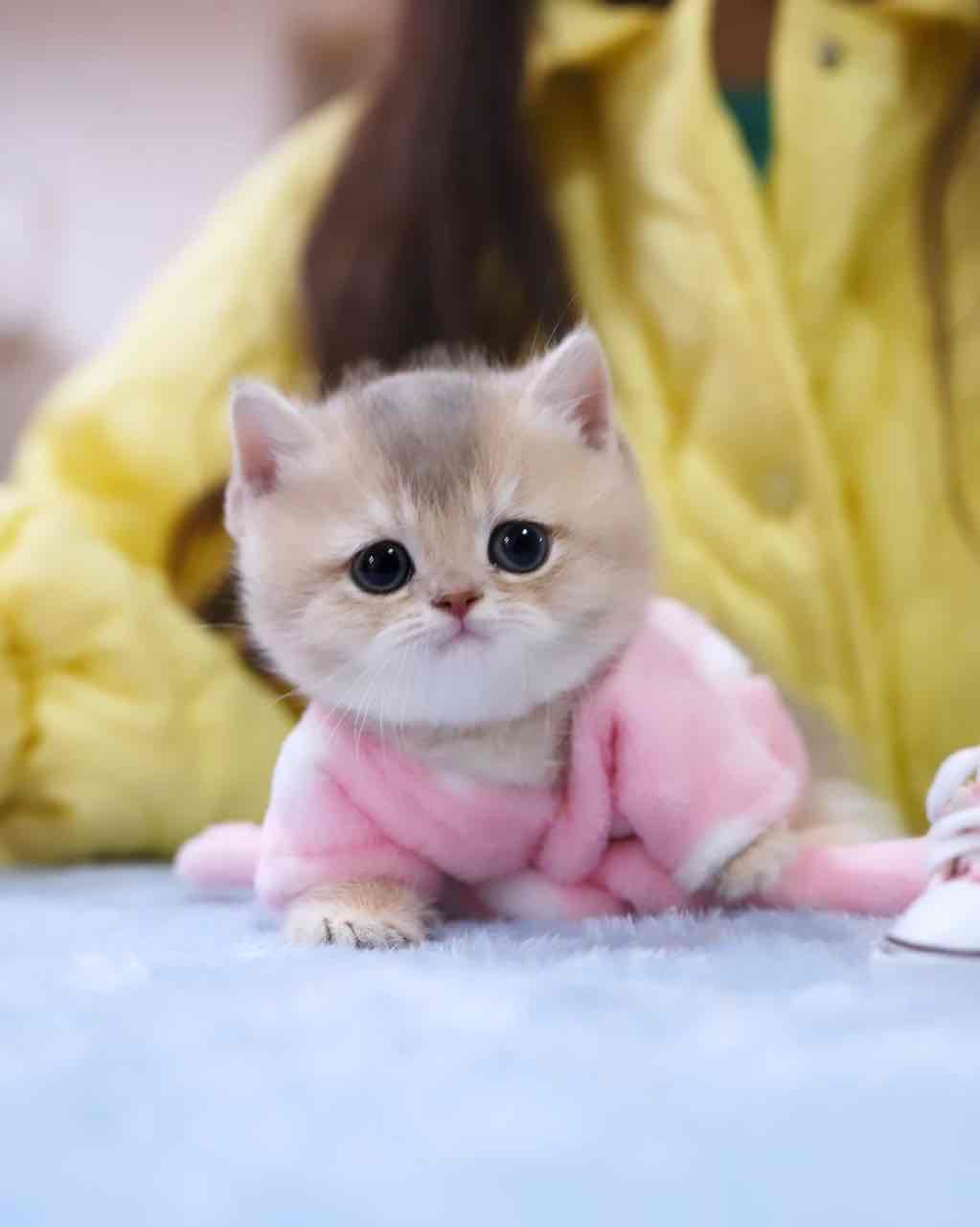 Munchkin cats and kittens for adoption