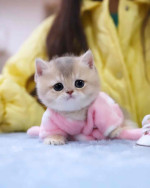 Munchkin cats and kittens for adoption