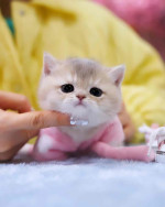 Munchkin cats and kittens for adoption