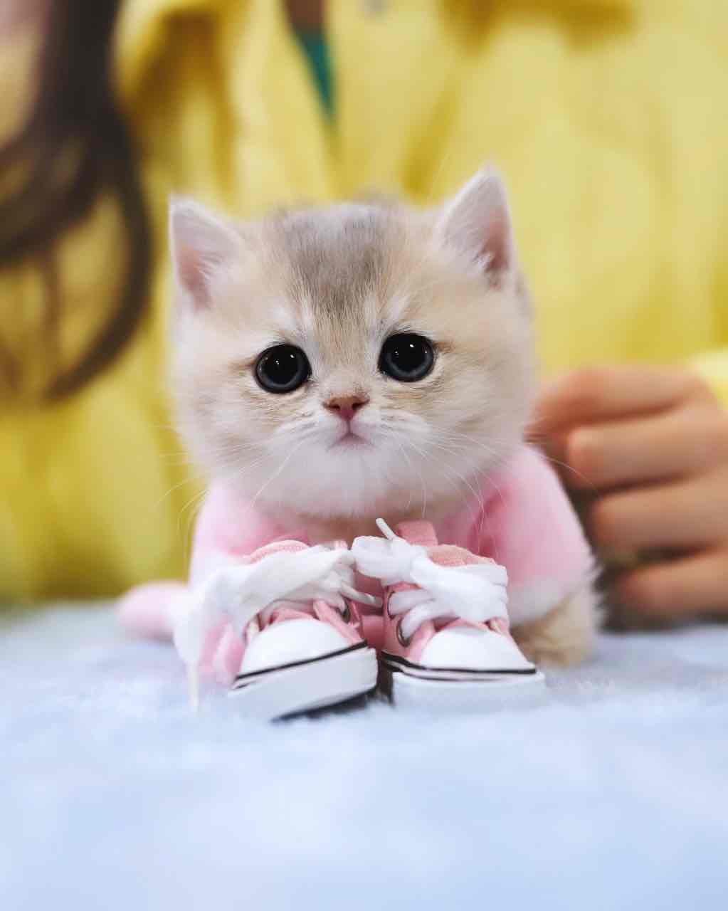 Munchkin cats and kittens for adoption