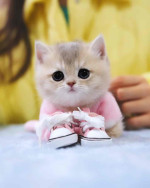 Munchkin cats and kittens for adoption