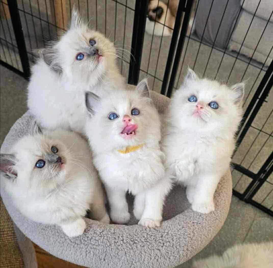 Adorable Male and Female Ragdoll kittens for Adoption