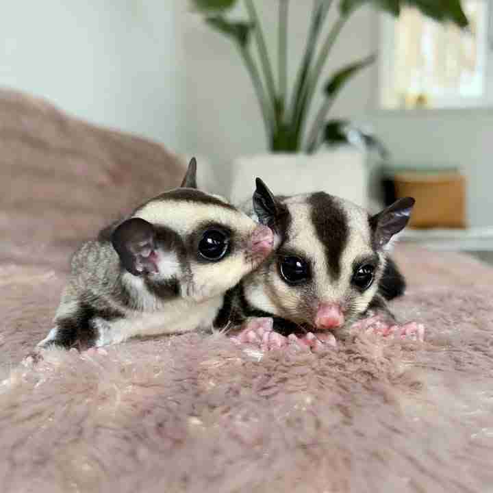 Adopt a Sugar Glider! 🐾✨