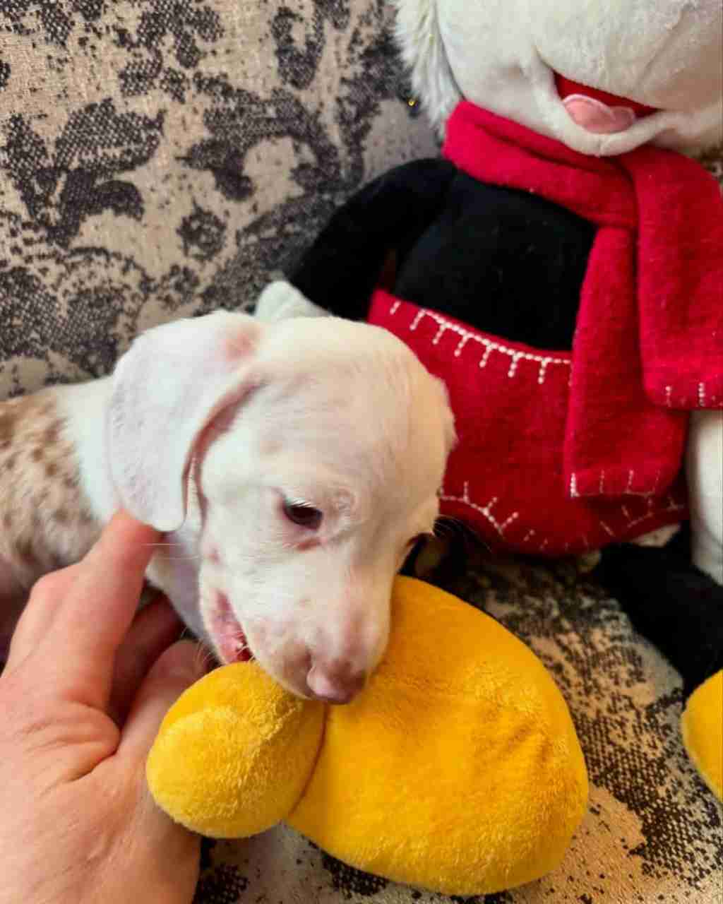 Our six week Zero
