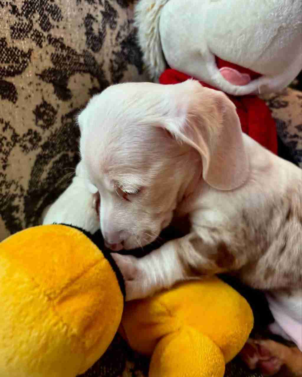 Our six week Zero