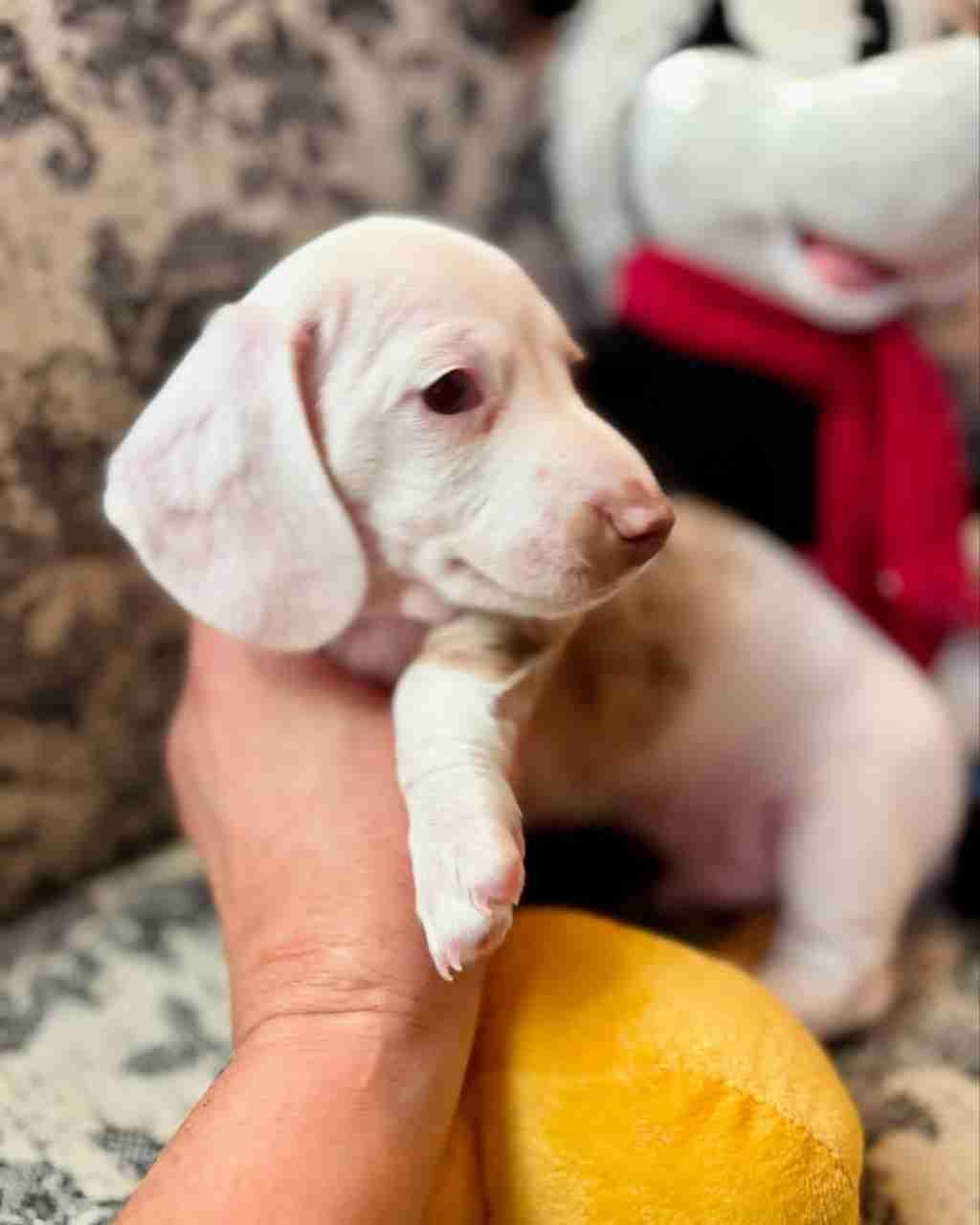 Our six week Zero