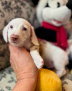 Our six week Zero