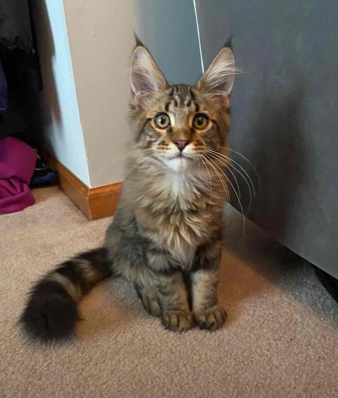 Ready for adoption