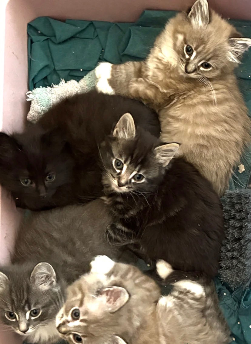 Maine coon kittens ready for adoption