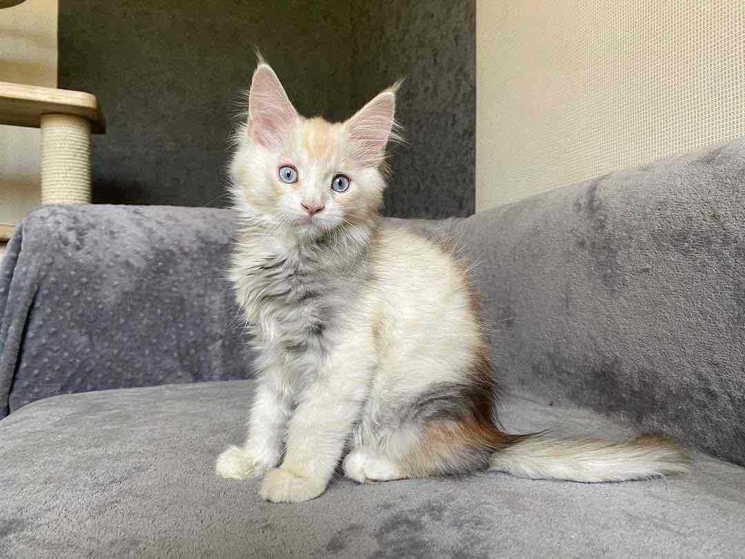 Mainecoon Kittens Available for rehoming.