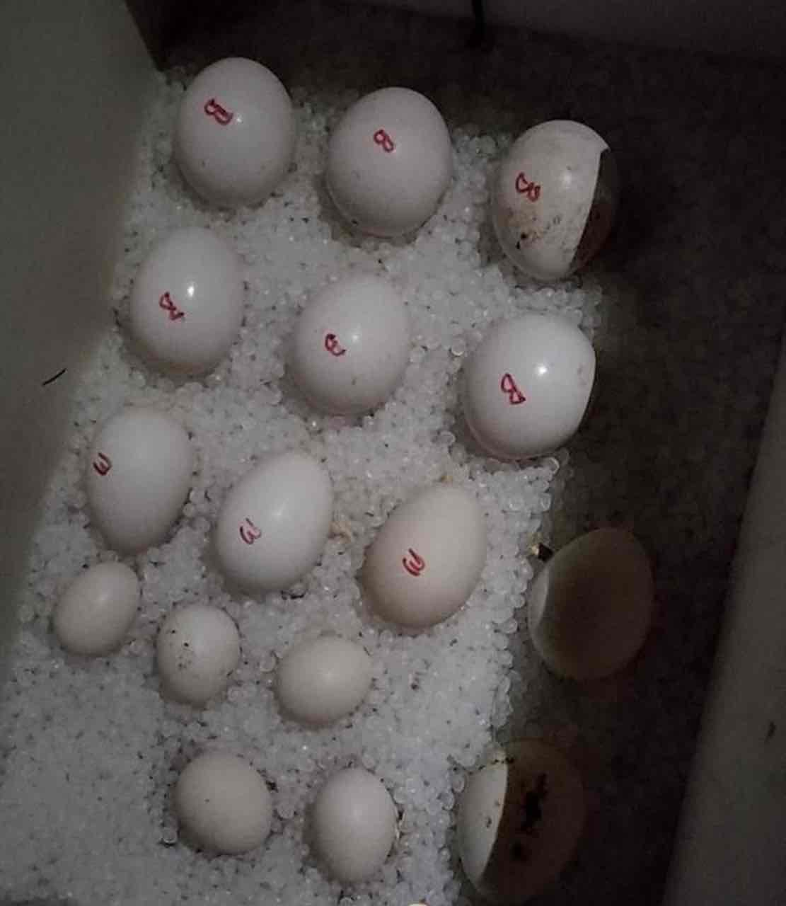 Fertile parrots eggs and parrots for sale